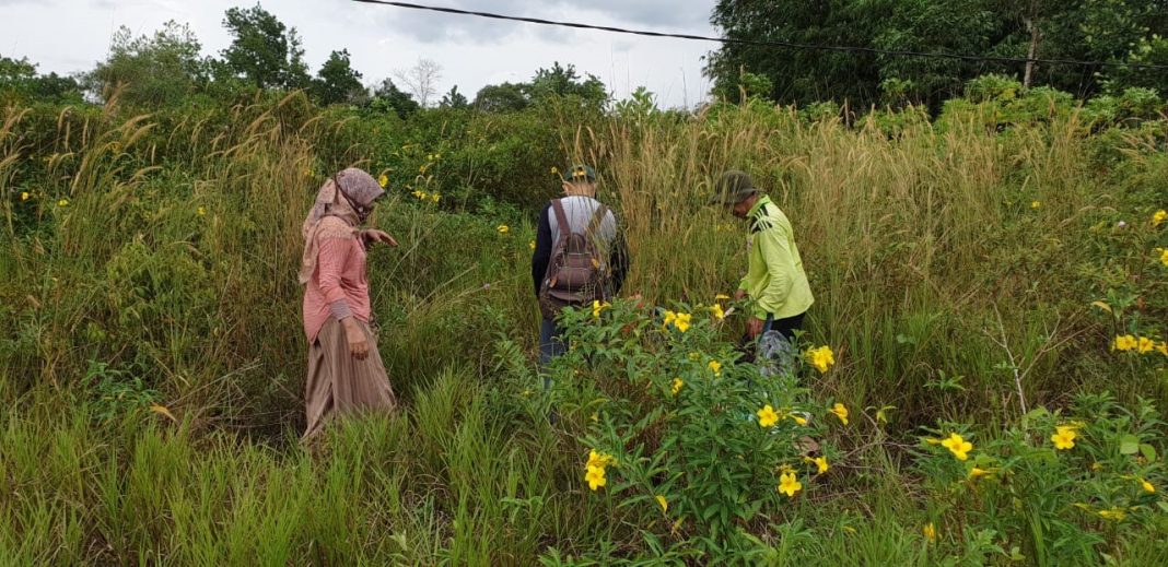 Survei Kelakai Cempaka 1
